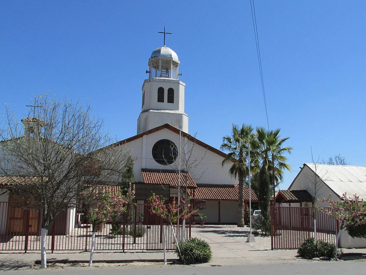 Cardiólogo veterinario a domicilio en Paine