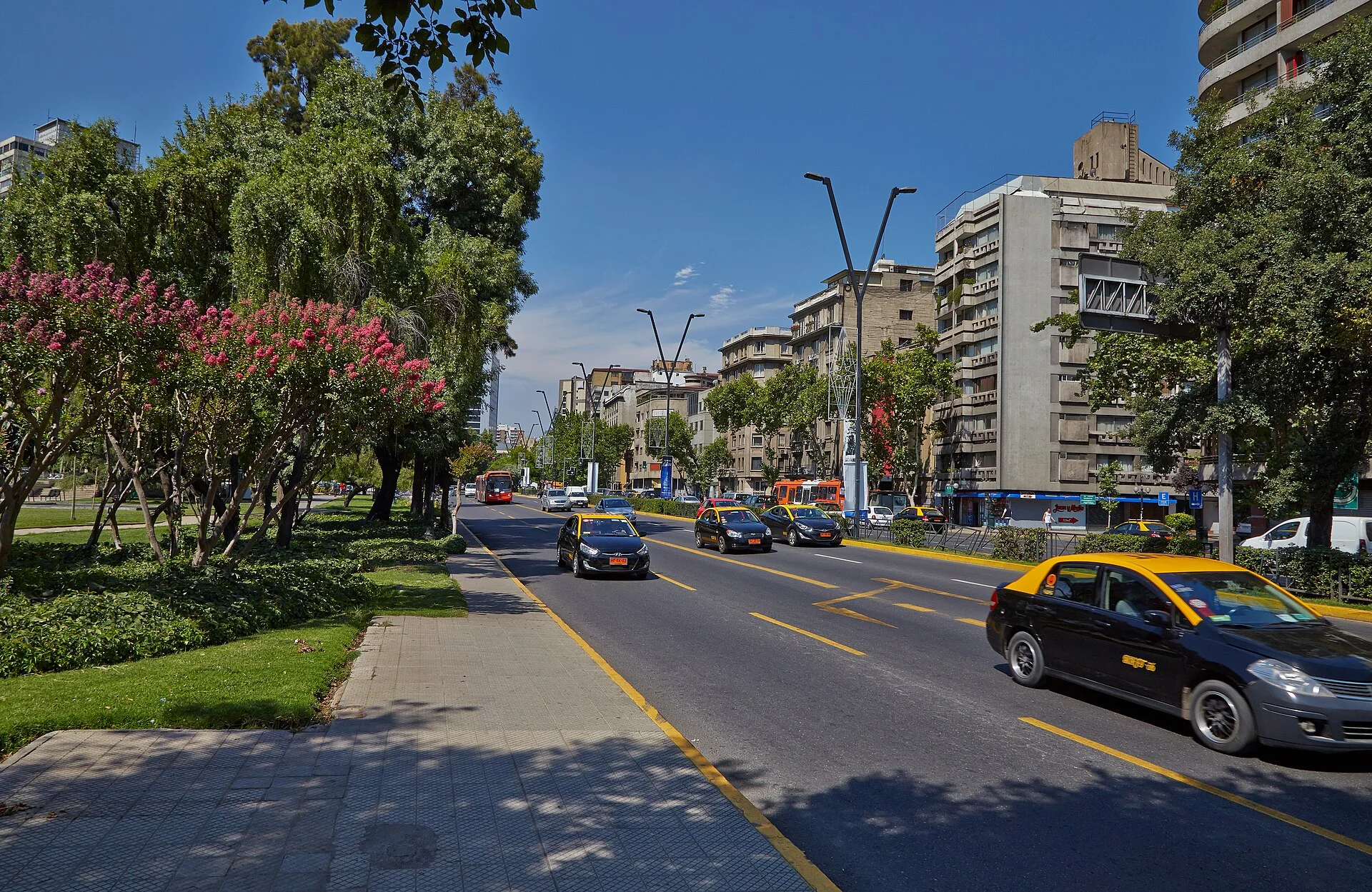 Cardiólogo veterinario a domicilio en Providencia