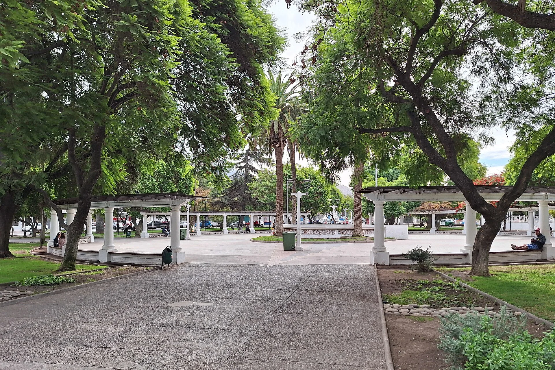Cardiólogo veterinario a domicilio en Talagante