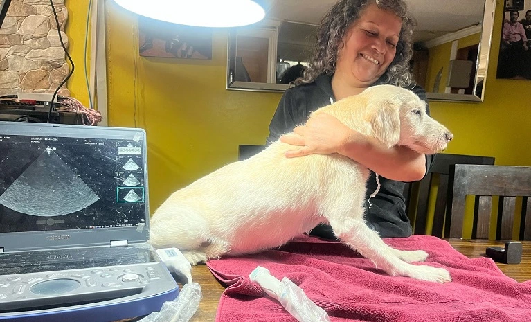 Cardiólogo veterinario a domicilio