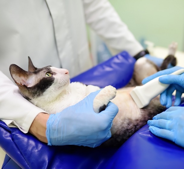 Ecografía en gatos a domicilio